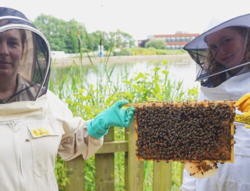 International Recognition For Wilton Centre’s Teenage Beekeeper