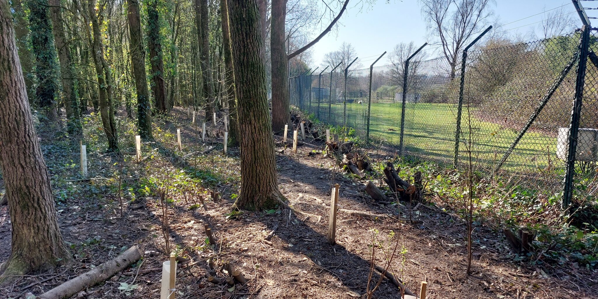 Woodland bordering Cardiff Edge, separated by the site boundary fence.